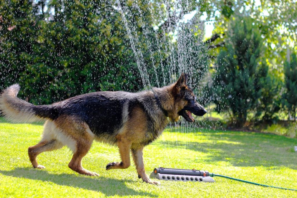 Hot Dog! How to Keep Fido Cool