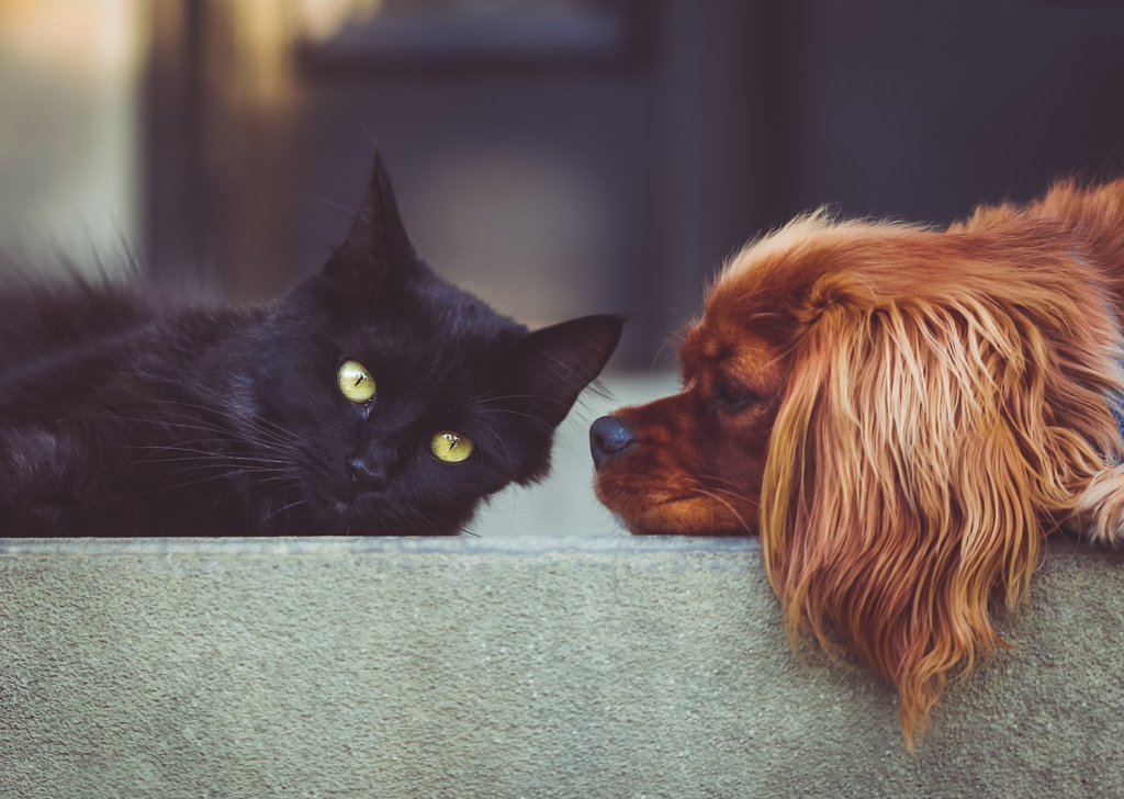 How to Prepare for the Pet of Your Dreams